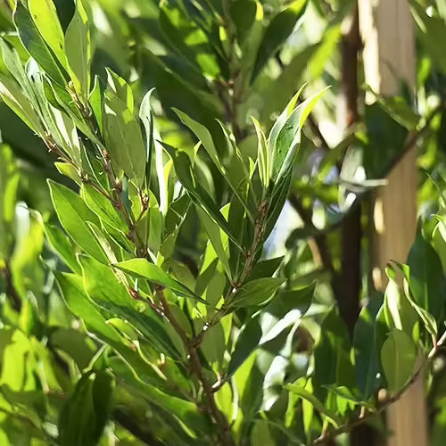 20 Cherry Laurel Cuttings | Fresh Unrooted Starts | Organic Grown | Prunus laurocerasus | Hedge Shrub Tree | Fast Growing Privacy Plant