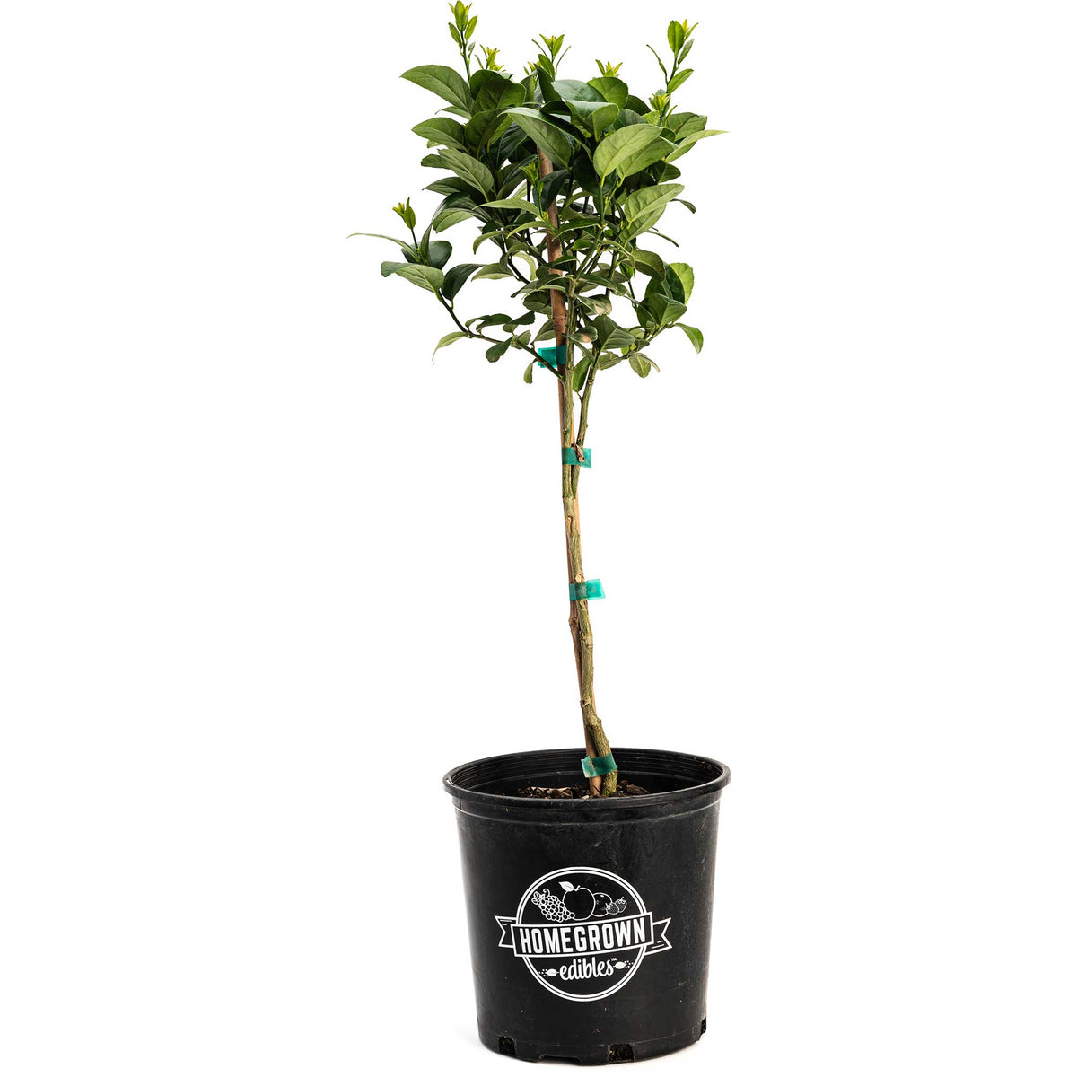 Key Lime Tree (CA)