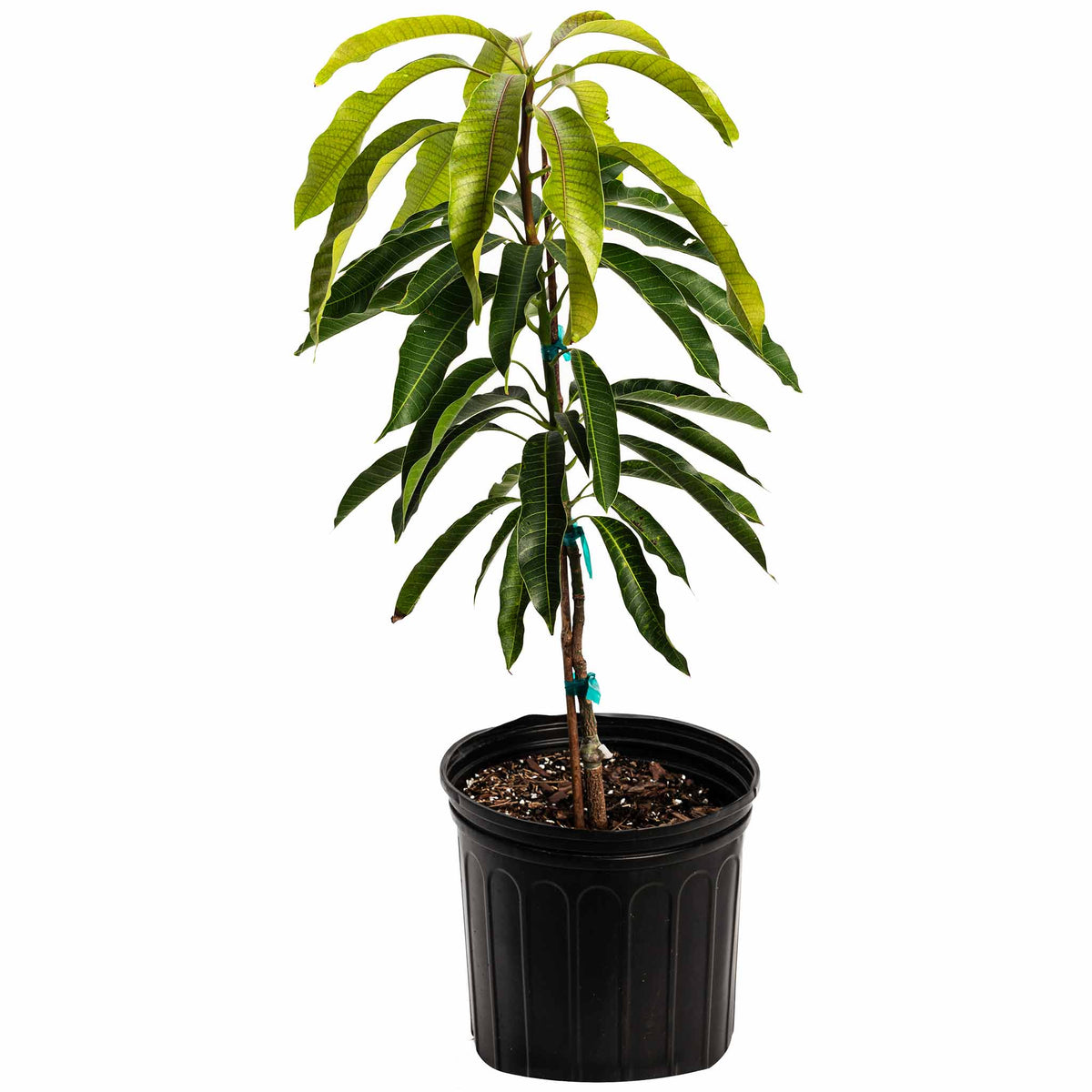 Glenn Mango Tree