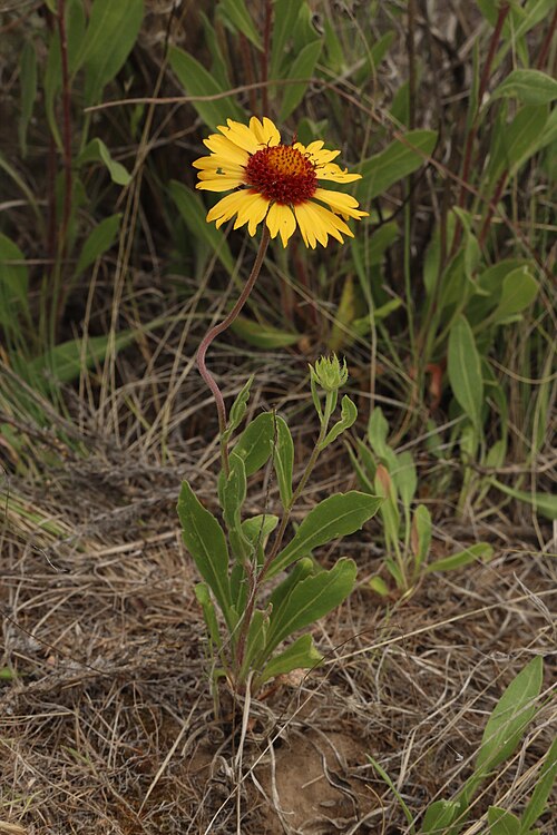 Gaillardia aristata Seeds – Meriwether Blanketflower Wildflower, 25 Non-GMO Perennial Seeds, Pollinator-Friendly Garden & Meadow Plant