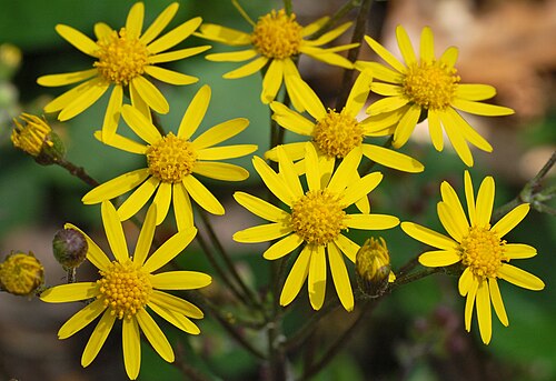 100 Packera aurea Seeds | Golden Ragwort | Native Perennial Wildflower | Early Spring Pollinator & Meadow Plant
