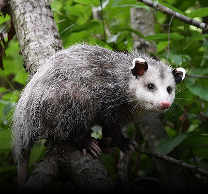 Opossum Repellent