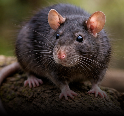 Rat Repellent
