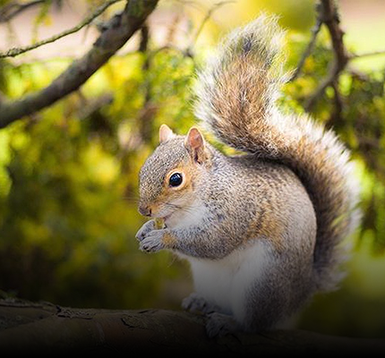 Squirrel Repellent