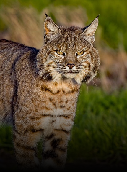 Bobcat Repellent