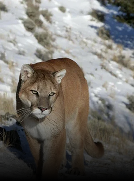Mountain Lion Repellent