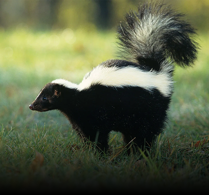 Skunk Repellent