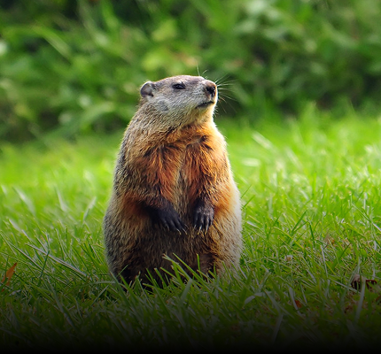 Groundhog Repellent