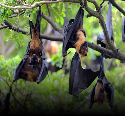Bat Repellent