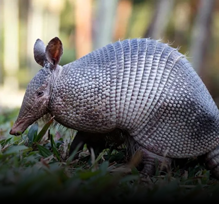Armadillo Repellent