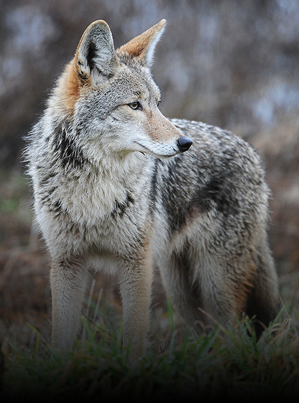 Coyote Repellent