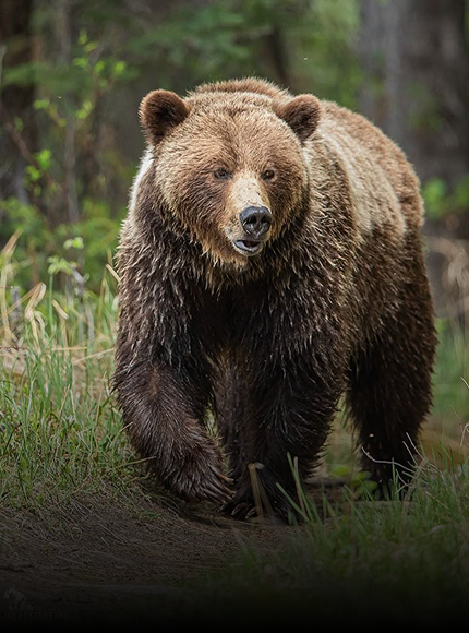 Bear Repellent
