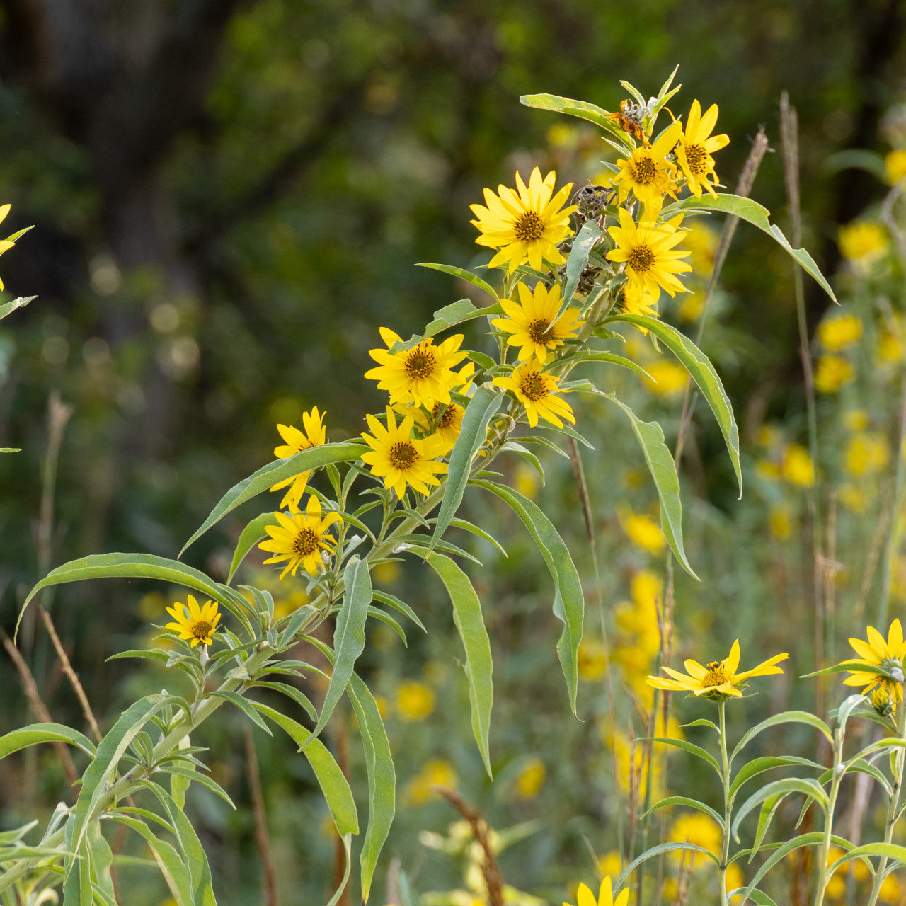 Helianthus maximiliani Seeds – Maximilian Sunflower, Native Perennial Prairie Wildflower, Tall Yellow Blooms (50 Seeds)