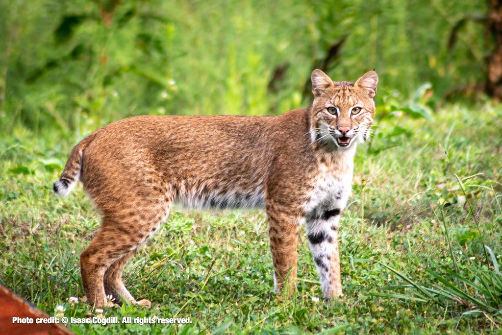Bobcat Repellent