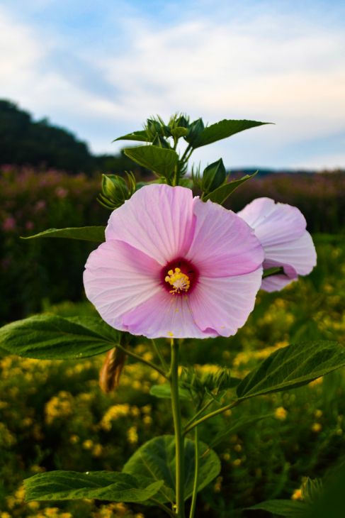 Hibiscus Moscheutos Seeds (30) Swamp Rose Mallow – Hardy Native Perennial, Large Pink/Red Flowers, Wetland & Pond Plant