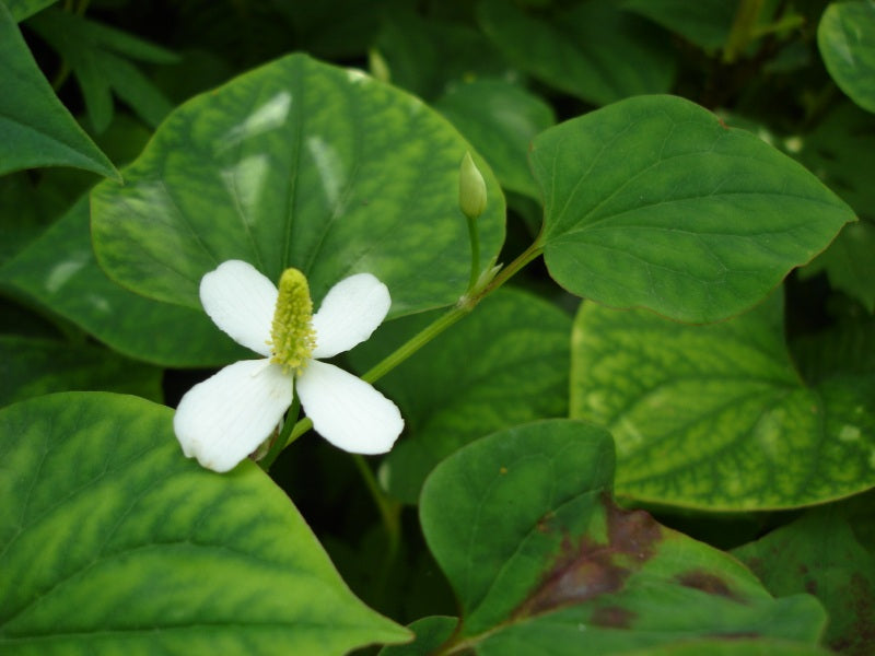 20 Bare Root Houttuynia Cordata | Fish Mint Diep Cá Rau Vấp Cá | Live Medicinal Herb Plant for Pond, Garden, or Culinary Use