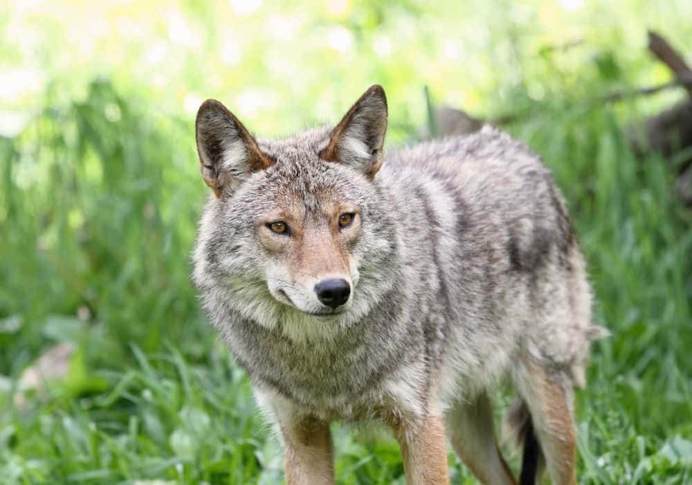 Coyote Repellent