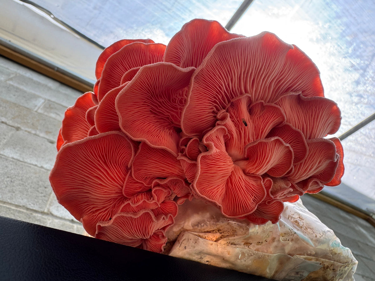 Pink Oyster MycoGarden Fruiting Kit  - (Pleurotus ostreatus)
