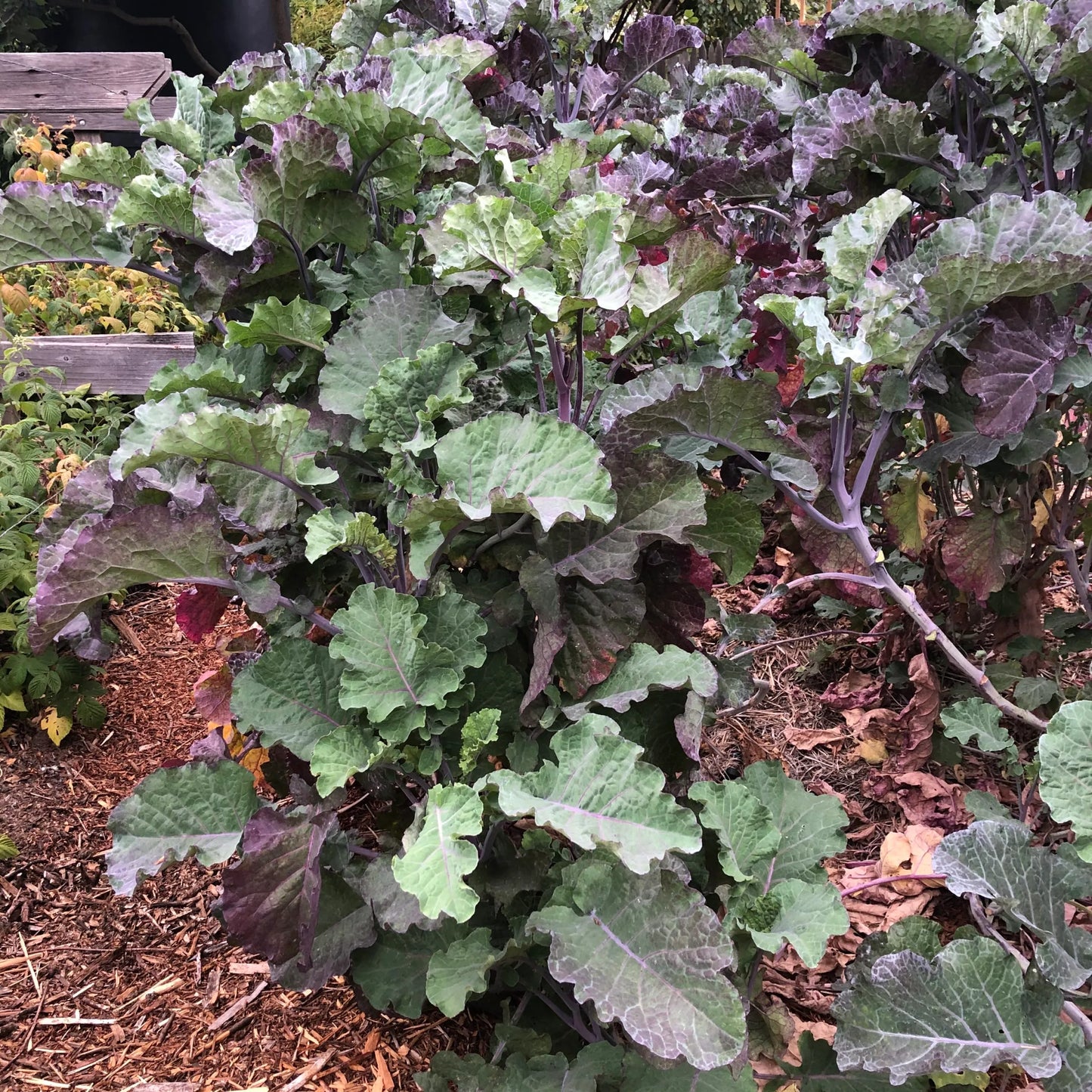 1 Purple Tree Collard Cutting – Unrooted Perennial Kale (Brassica oleracea), Heirloom Veggie, Edible Leafy Plant for Garden