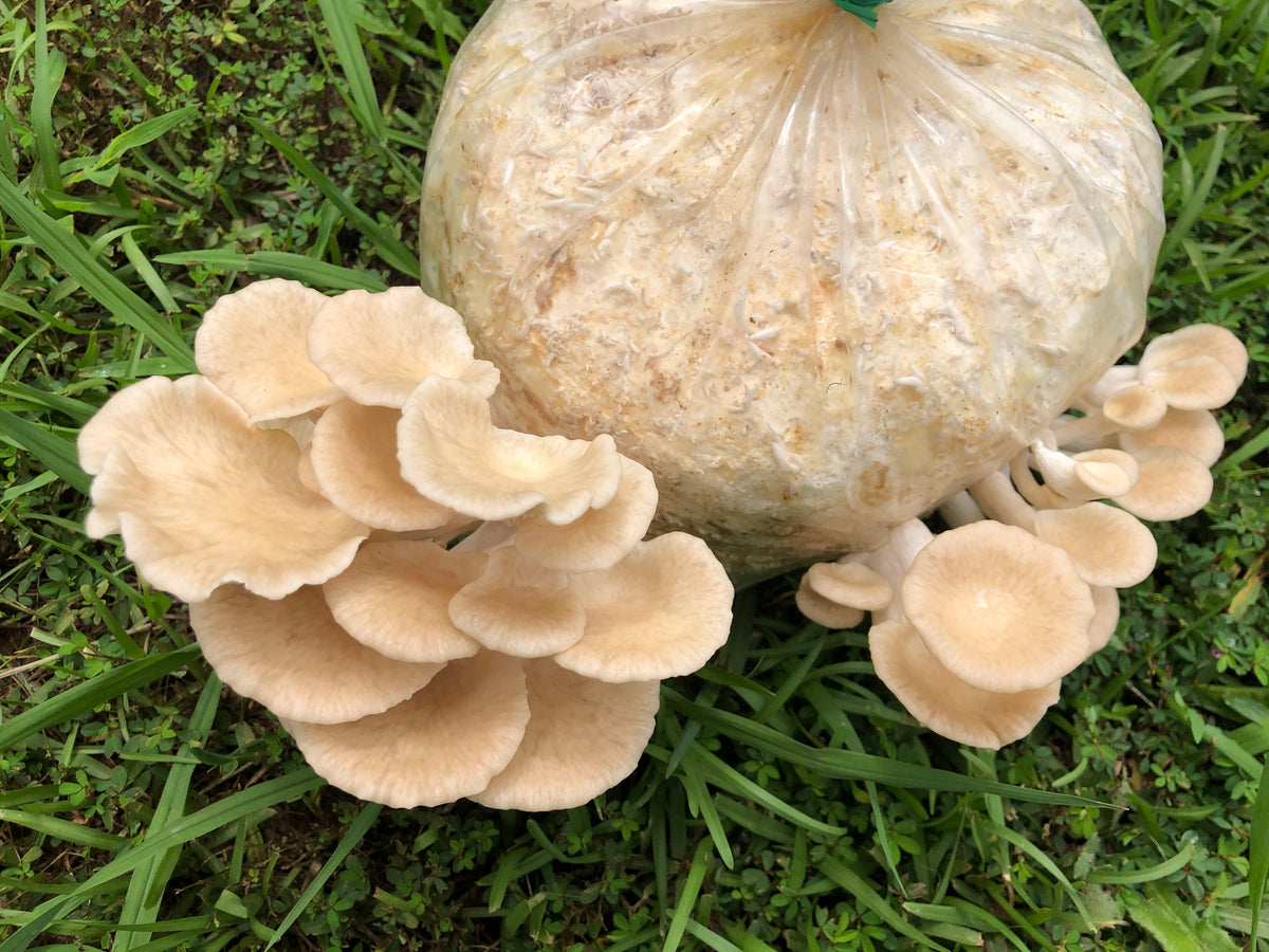 Tarragon Oyster MycoGarden Fruiting Kit  - (Pleurotus euosmus)