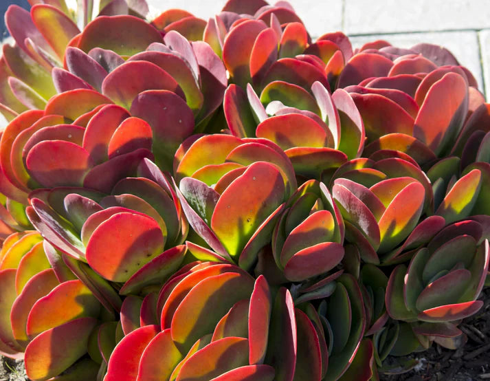 Flapjack Kalanchoe Live Succulent Plant – Paddle Plant / Kalanchoe thyrsiflora – Bareroot Starter – Easy Colorful Desert Plant