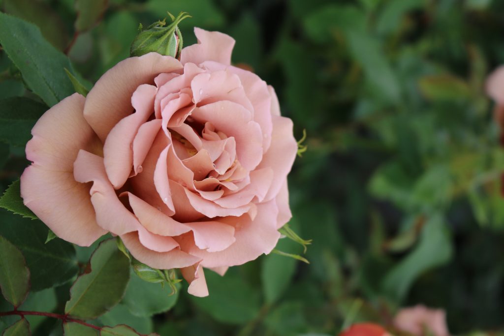 Super Rare Mocha Mousse Rose Cuttings – 3 Fresh Cuttings for Rooting or Grafting | Rosa ‘Mocha Mousse’ Unique Brown-Toned Rose