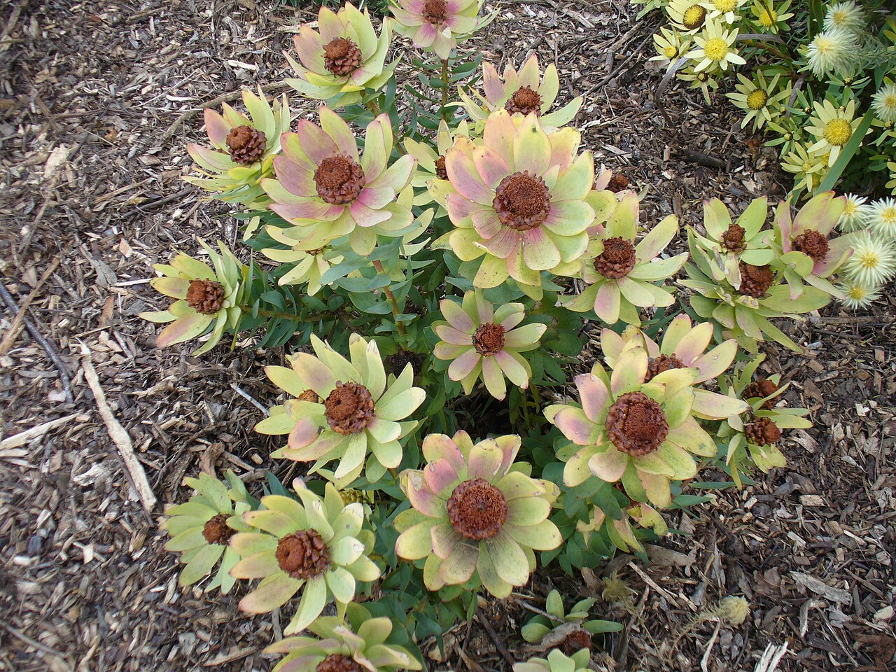 Leucadendron tinctum Seeds – Conebush, South African Protea Shrub, Evergreen Ornamental (5 Seeds)