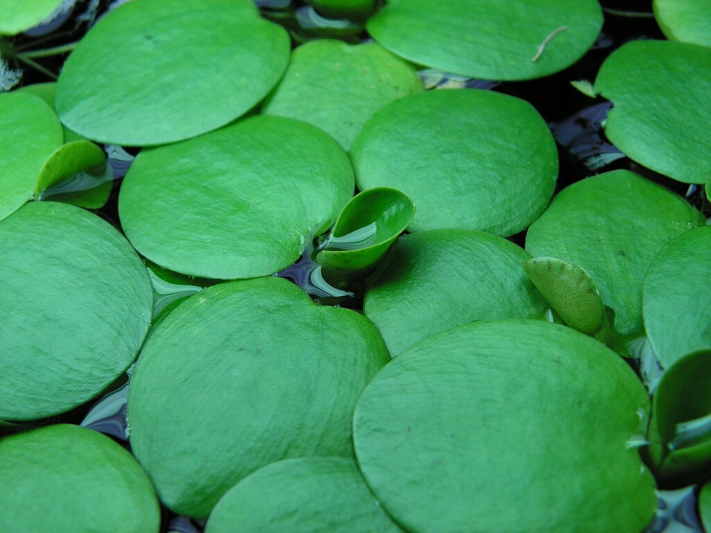 Live Frogbit Limnobium laevigatum | Hardy Floating/Marginal Aquatic Pond & Bog Plant | Bareroot Water Garden Oxygenator