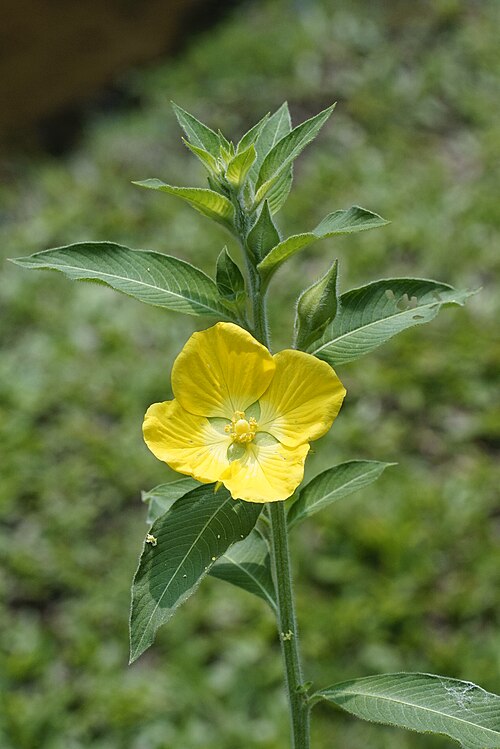 5 Live Peruvian Primrose-Willow Cuttings – Flowering Ludwigia Species – Attracts Butterflies, Easy Garden Starter Plants