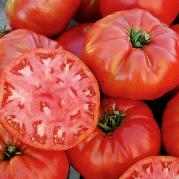 2 Mortgage Lifter Tomato Live Plants (Solanum lycopersicum) 6–10" | Heirloom Giant Slicer | Large Pink Tomato Starter Plants