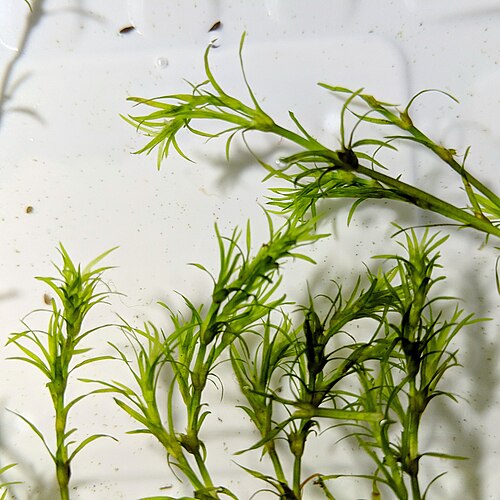 Guppy Grass – Live Freshwater Plant (Najas Guadalupensis), Fast-Growing Aquarium Plant for Fry, Shrimp & Nano Tanks