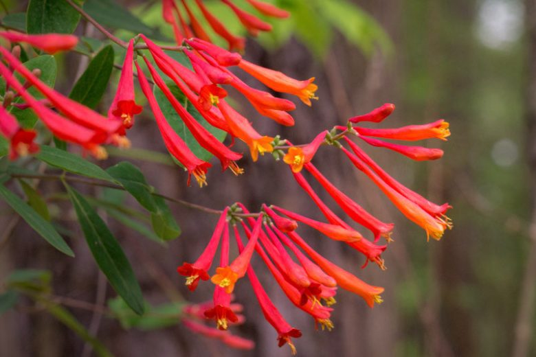Lonicera sempervirens ‘Honey Coral’ | Native Coral Honeysuckle Vine | 1 Live Starter Plant | Hummingbird Magnet | Non-Invasive