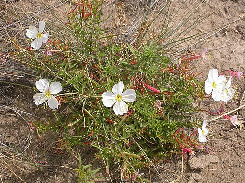 Oenothera pallida Seeds – Pale Evening Primrose Wildflower, 100 Non-GMO Seeds, Easy-to-Grow Native Plant for Garden & Pollinators