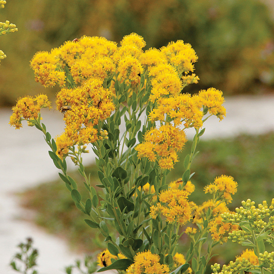 Oligoneuron Rigidum Seeds (700) Stiff Goldenrod – Native Perennial Wildflower, Pollinator Friendly, Prairie & Meadow Plant