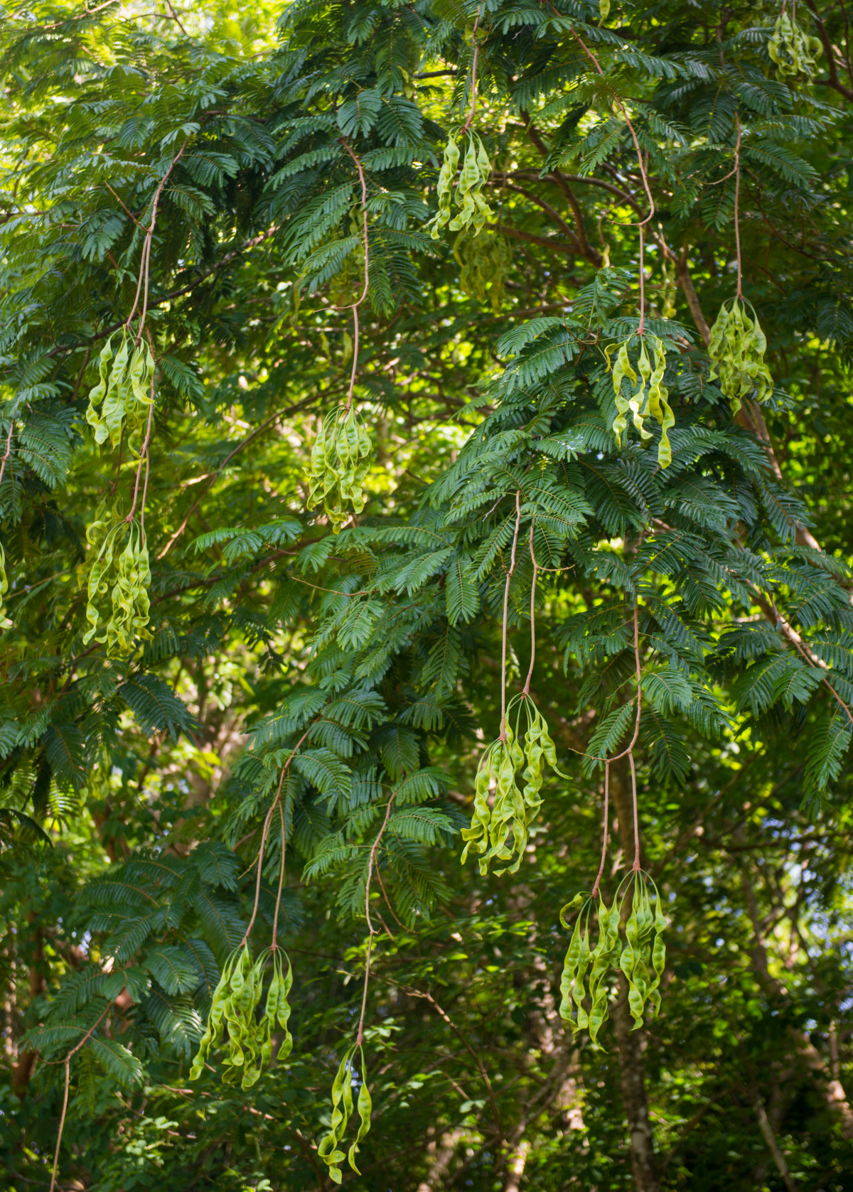 African Locust Bean Tree (Parkia biglobosa)
