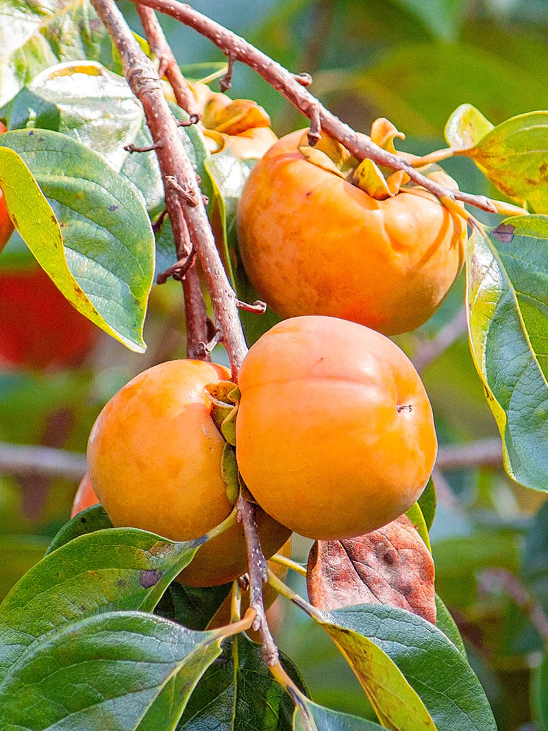 Persimmon Tree Live Bare Root 1–2 ft | Fruit Tree for Food Forest | Diospyros kaki | Edible Landscape | Cold Hardy Starter Plant