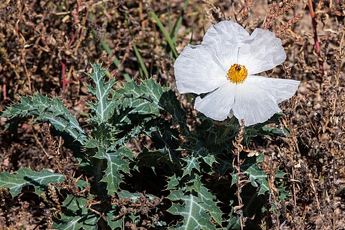 Argemone polyanthemos Seeds – Prickly Poppy Wildflower, 15 Non-GMO Annual Seeds, Drought-Tolerant Native Plant for Sunny Gardens
