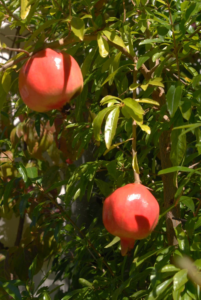 Kashmir Pomegranate Cutting (Punica granatum) – 6–8” Unrooted Cutting for Rooting, Propagation, or Grafting – Hardy Red Fruit Variety