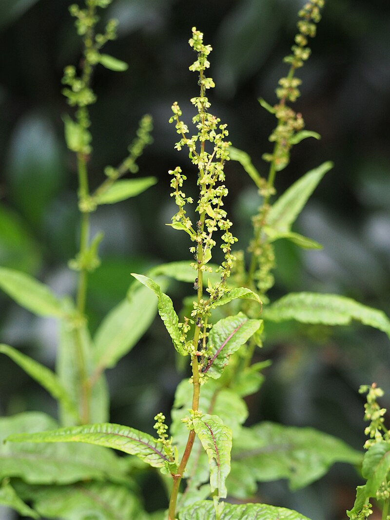 Cold Hardy Bloody Dock Bare Root – Rumex sanguineus, Red-Veined Sorrel, Aquatic Marginal Pond Plant, Perennial Water Garden