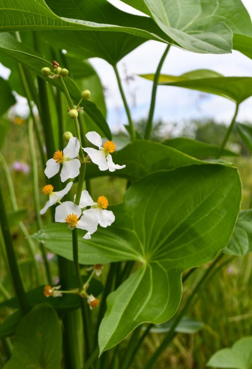 Sagittaria Latifolia Seeds (500) Broadleaf Arrowhead – Native Aquatic Plant, Duck Potato, Pond & Wetland Garden