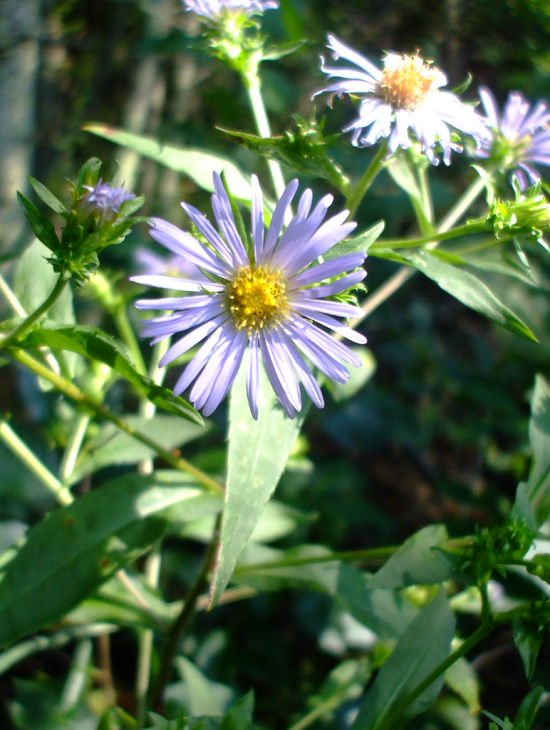 Symphyotrichum Puniceum Seeds (350) Purple-stemmed Aster – Native Perennial Wildflower, Pollinator Friendly, Wetland Plant