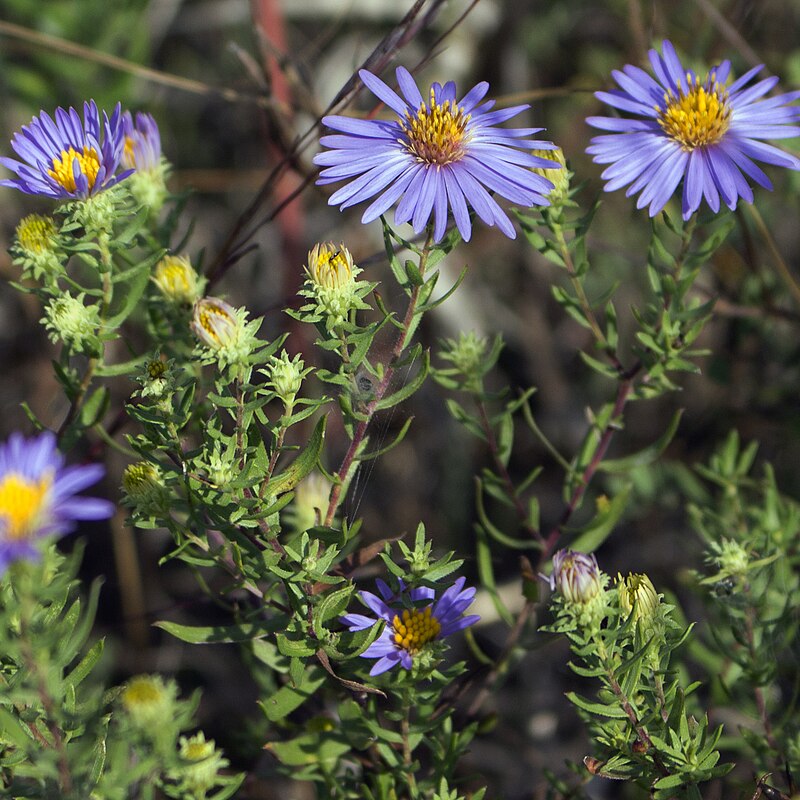 100 Symphyotrichum oblongifolium Seeds | Aromatic Aster | Native Perennial Wildflower | Pollinator-Friendly Garden Plant