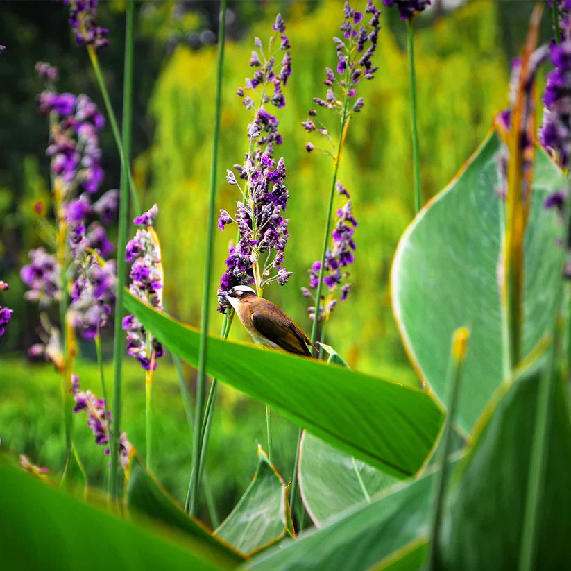 Live Thalia dealbata | Cold Hardy Water Canna | Aquatic Marginal Pond Bog Plant Bareroot | Hardy Blue Thalia Live Plant