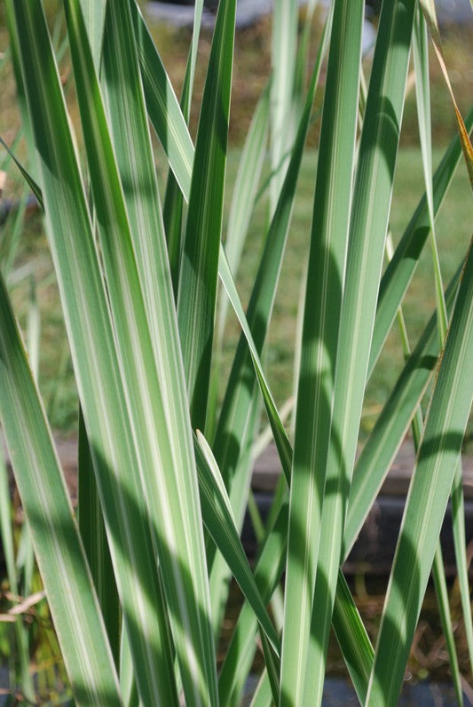 Live Variegated Cattail Typha latifolia variegata | Hardy Aquatic Marginal Pond Plant | Bareroot Water Garden Plant