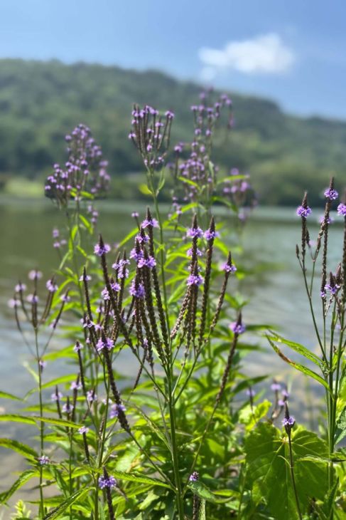 Verbena hastata Seeds – Blue Vervain, Native Perennial Wildflower, Pollinator-Friendly Meadow Plant (100 Seeds)