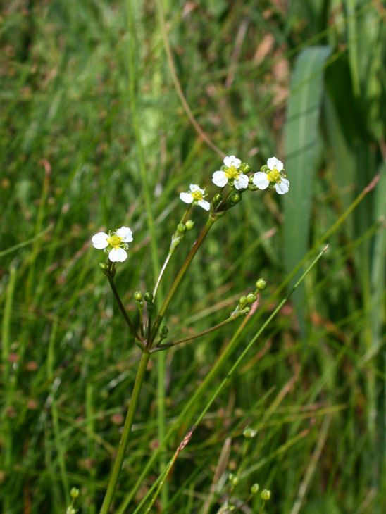 Alisma Triviale Seeds (300) Northern Water Plantain – Native Aquatic Wetland Plant, Pond & Bog Garden