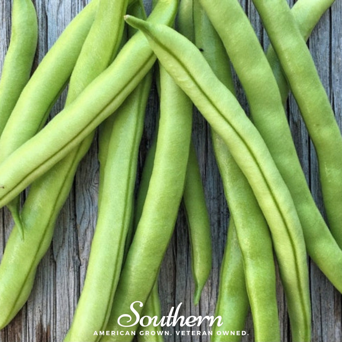 Contender Bean (Bush) – 30 Seeds