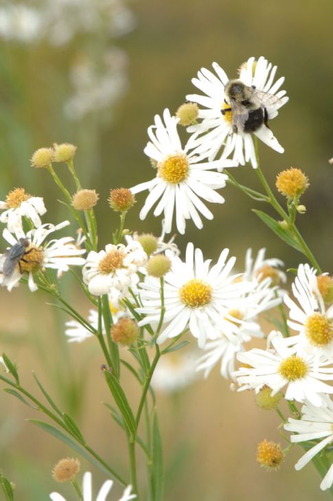 Boltonia Asteroides Seeds (500) False Aster – Native Perennial Wildflower, White Daisy Blooms, Pollinator Plant