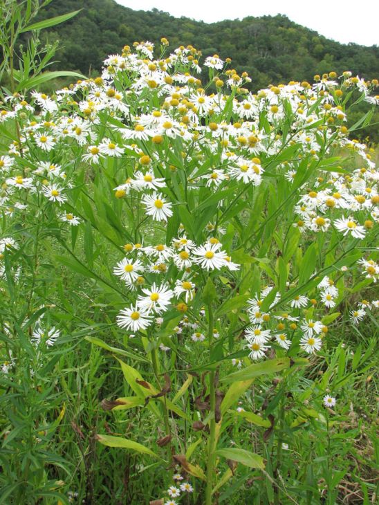Boltonia Decurrens Seeds (500) Decurrent False Aster – Rare Native Wildflower, White Blooms, Pollinator Plant