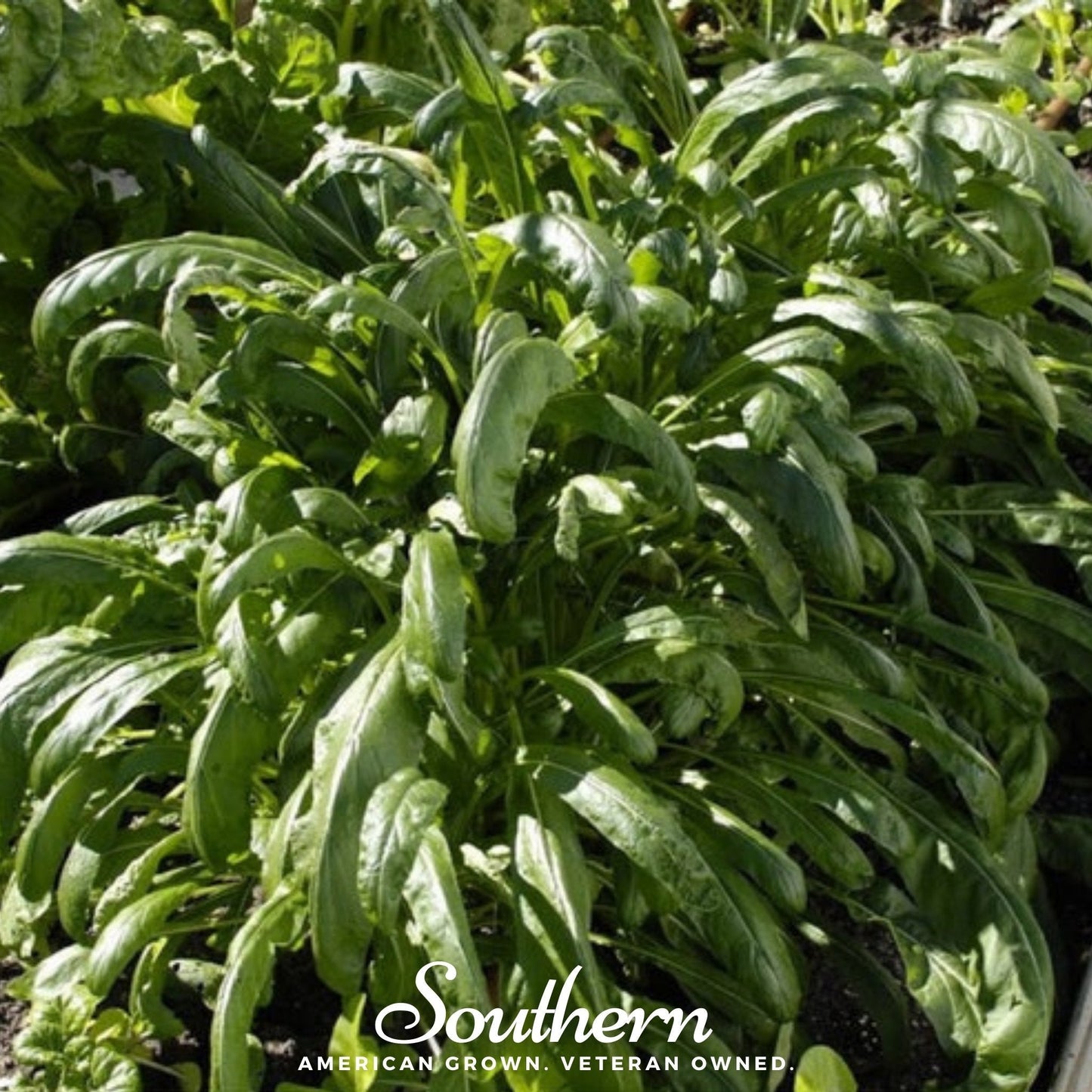 Mibuna Chinese Cabbage – 100 Seeds